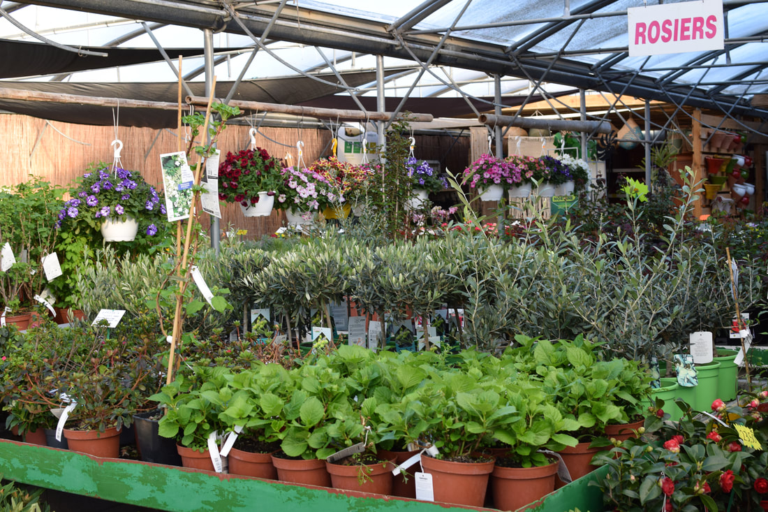 Jardinerie-argeles-plantes-fleurs-pepiniere-bassin-espace-vert-amenagement-exterieur